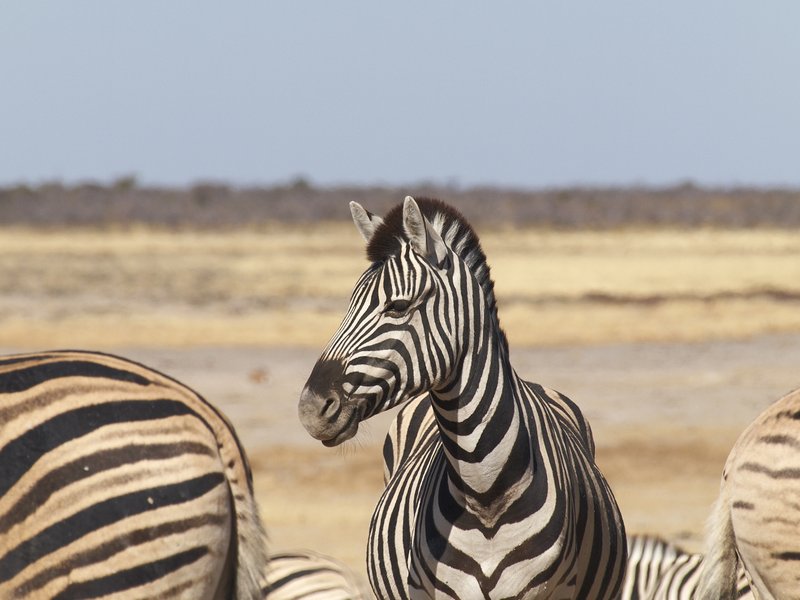 Etosha National Park, Zebra